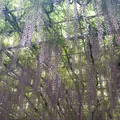 あしかがフラワーパークの写真_1109168