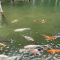 一の俣桜公園の写真_1115643
