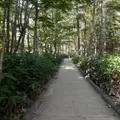 上高地自然研究路の写真_111732