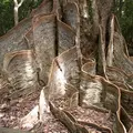 古見のサキシマスオウノキ群落の写真_111763