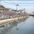 尾道の桜土手の写真_1119396