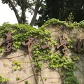 台中文学館の写真_1119733
