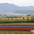 ファーム富田の写真_112968