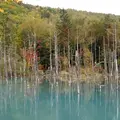白金青い池の写真_113138