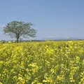 かくだ菜の花まつり会場の写真_1134248