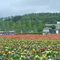 フラワーランドかみふらのの写真_113554