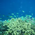 八重干瀬の写真_113769