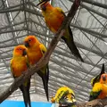 掛川花鳥園の写真_1142002