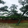 唐崎神社の写真_114285