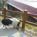 モクモク手づくりファーム　野天もくもくの湯の写真_115502