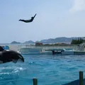 鴨川シーワールドの写真_115726