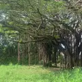 緑ケ丘公園の写真_1157289