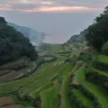 浜野浦の棚田の写真_115910