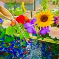 勝林寺の写真_1163017