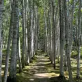 白樺回廊の写真_1164684