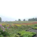 那須フラワーワールドの写真_1165791