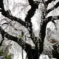 圓明寺の写真_116637