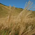 曽爾高原の写真_116874
