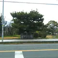 芝運動公園の写真_1174579