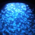 鶴岡市立加茂水族館（クラゲドリーム館）の写真_117618