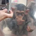 旭川市 旭山動物園の写真_117754