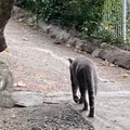 猫の細道の写真_1181186