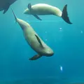 鳥羽水族館の写真_118682