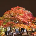 永観堂（禅林寺）の写真_119240