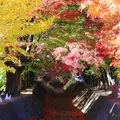 もみじ回廊の写真_119291