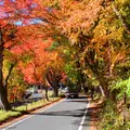 紅葉トンネルの写真_119292