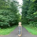 信州信濃町 癒しの森の写真_1196119
