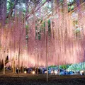 あしかがフラワーパークの写真_119939