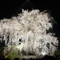 円山公園の写真_119960