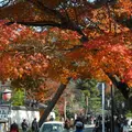 南禅寺の写真_120433
