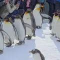 旭山動物園の写真_1207758