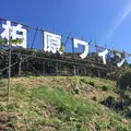 カタシモワイナリーの写真_121076