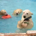 円山動物園の写真_121224