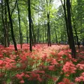 巾着田の写真_121646