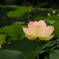 二宮せせらぎ公園の写真_122402