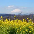 吾妻山公園の写真_122581