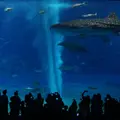 沖縄美ら海水族館の写真_1227213