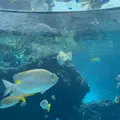 沖縄美ら海水族館の写真_1230310