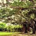 緑ケ丘公園の写真_123223