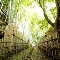ひよどり坂の写真_123396