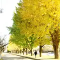 佐倉城址公園の写真_123399