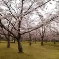 さくらの森公園の写真_1235556