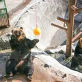 のぼりべつクマ牧場の写真_1242220