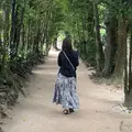 備瀬フク木並木通りの写真_1244132