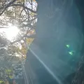 赤坂氷川神社の写真_1249444