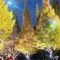 明治神宮外苑いちょう並木の写真_1249454